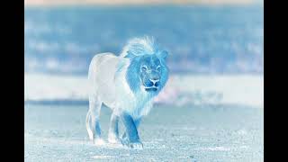 Cool Optical Illusion-LION