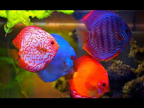 Ikan hias cantik  yang  cocok diaquarium YouTube