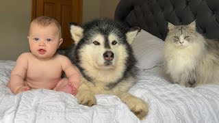 Adorable Baby Boy Meets His Pets Reaction! (Cutest Ever!!)