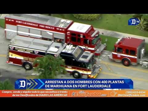 arrestan a hombres con 400 plantas de marihuana en fort lauderdale arrestan a hombres con 400 plantas de marihuana en fort lauderdale
