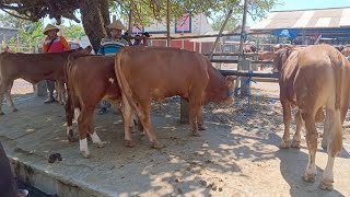 Harga sapi pedet bakalan jantan pak pujo pasar hewan Muntilan awal 5 September 2026