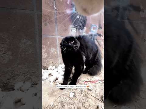 Kedi Kamerasından Sokak Gezisi -Eğlenceli Patiler 😻