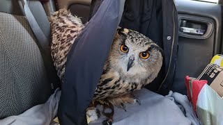 Queen Owl rides in a car to an owl event. Owl Yoll hurry to arrive at the animal show