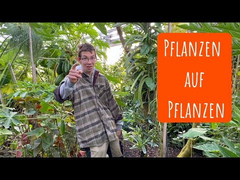 Video: Epiphyte (Pflanze): was ist das und wo wächst sie?