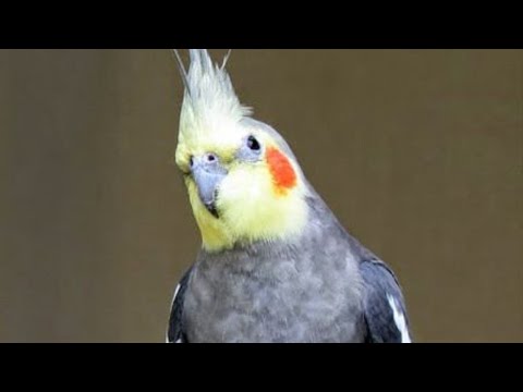 صوت طائر الكوكتيل