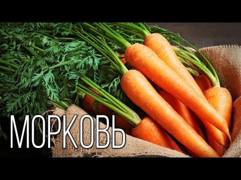 Видео: Морковь: Королева овощей | Интересные факты про морковь