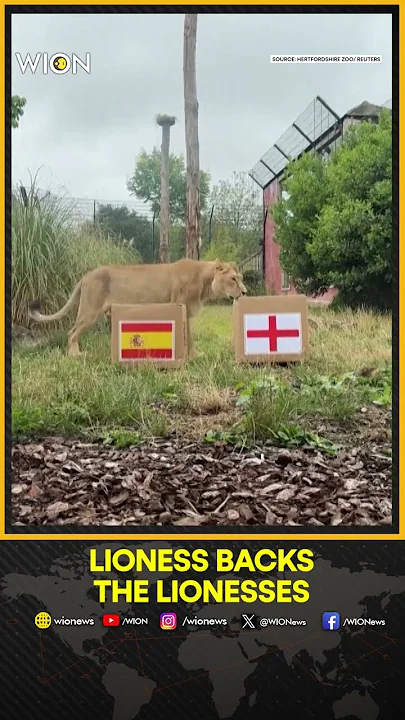 Lioness Backs the Lionesses to Win Euros | WION Shorts