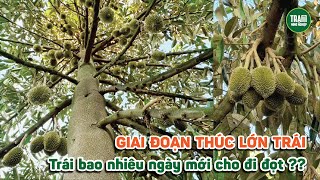 Trái 40 - 45 ngày đậu trái khủng? Sầu Riêng trái bao nhiêu ngày thì cho đi đọt ? | Trạm Nông Nghiệp