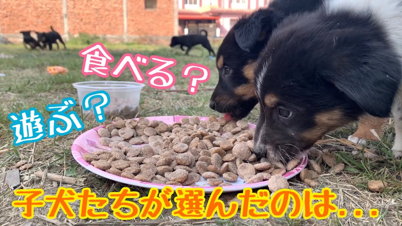 【大ピンチ💦ご飯中にボス犬「タン君」の登場😢】その時、子犬5匹とママ犬は、、、💖 YouTube