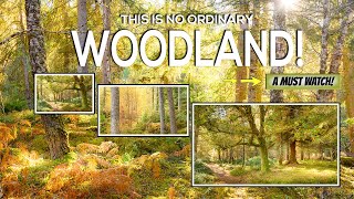 Download Lagu Het ongelooflijke bos dat elke fotograaf moet bezoeken! MP3 Download Lagu Het ongelooflijke bos dat elke fotograaf moet bezoeken! MP3