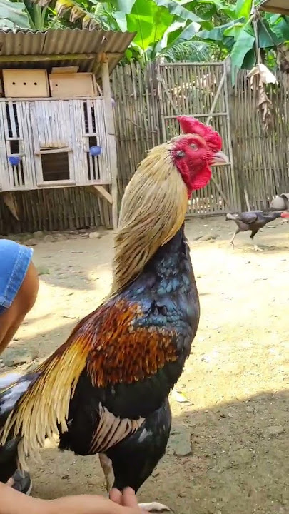 Buy 9x champion bangkok chicken for 8.5 million #chicken #imported bangkok chicken #super bangkok...