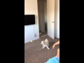 puppy handball classic catch