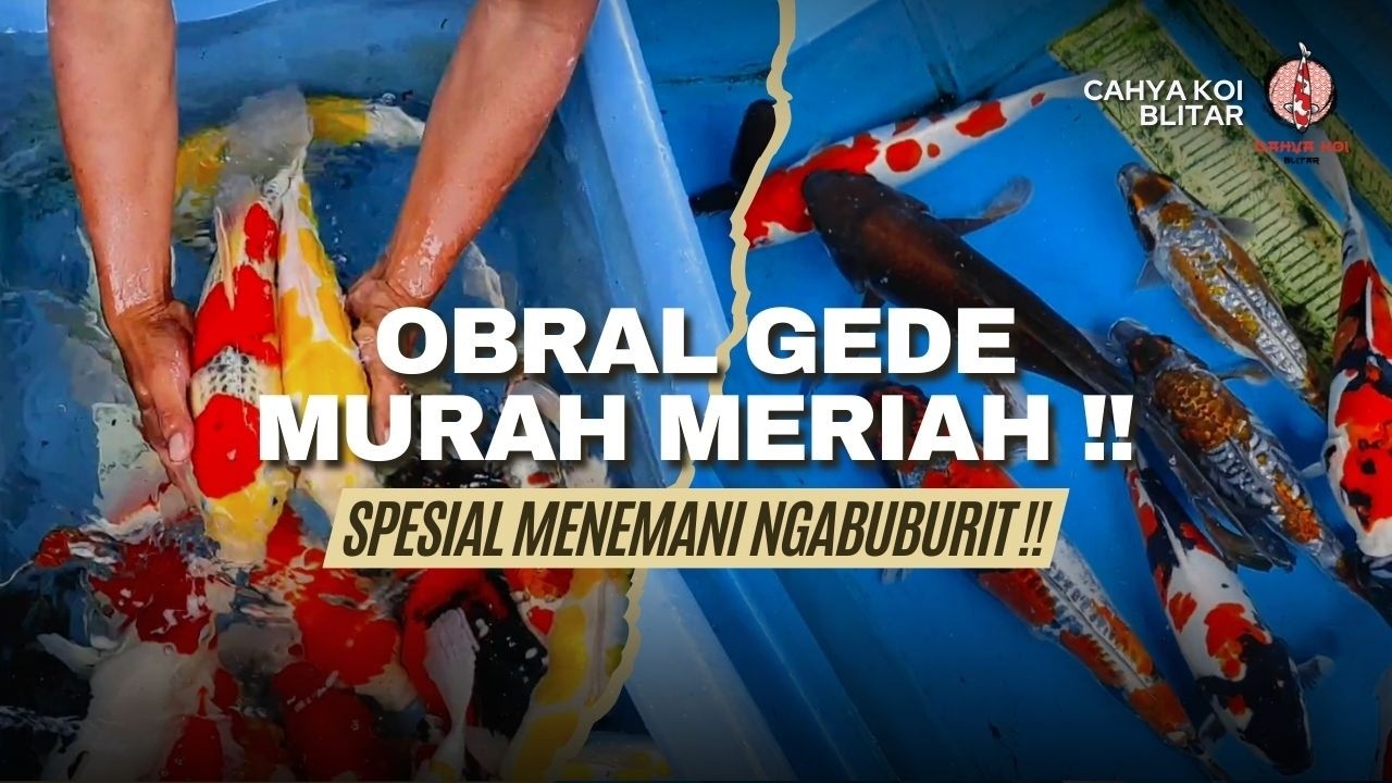 OBRAL GEDE KOI SUPERAN MURAH MERIAH !! SPESIAL MENYAMBUT BULAN RAMADHAN BOSKU !!