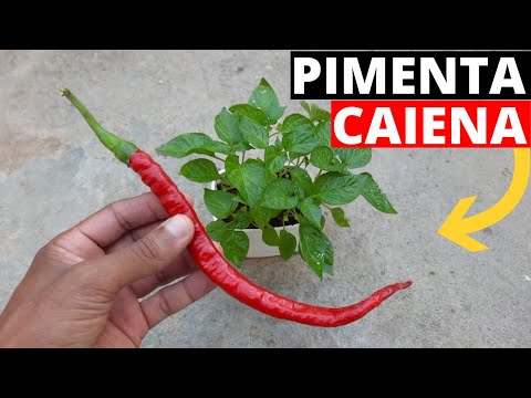 Como plantar pimenta caiena