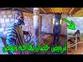 ترويض حصان خطير كيهجم على كولشي كان غادي يقتل مولاه مع هشام ابو هاجر حل المشكلة بسرعة بدون ضرب