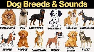 Dog Breeds &amp; Sounds 🐶 | Learn 30 Dogs for Kids