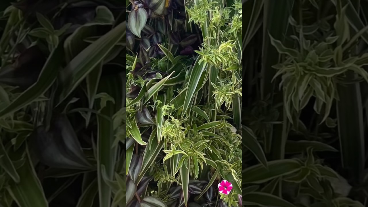 VERTICAL PLANT SHOWCASE from MALAGA 😃😃MESMERISING.. 