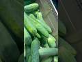 Today’s Harvest 🙌🏾👨🏾🌾🥒 #trillfarms #cucumber #thankful #grateful #organicvegetables #organic