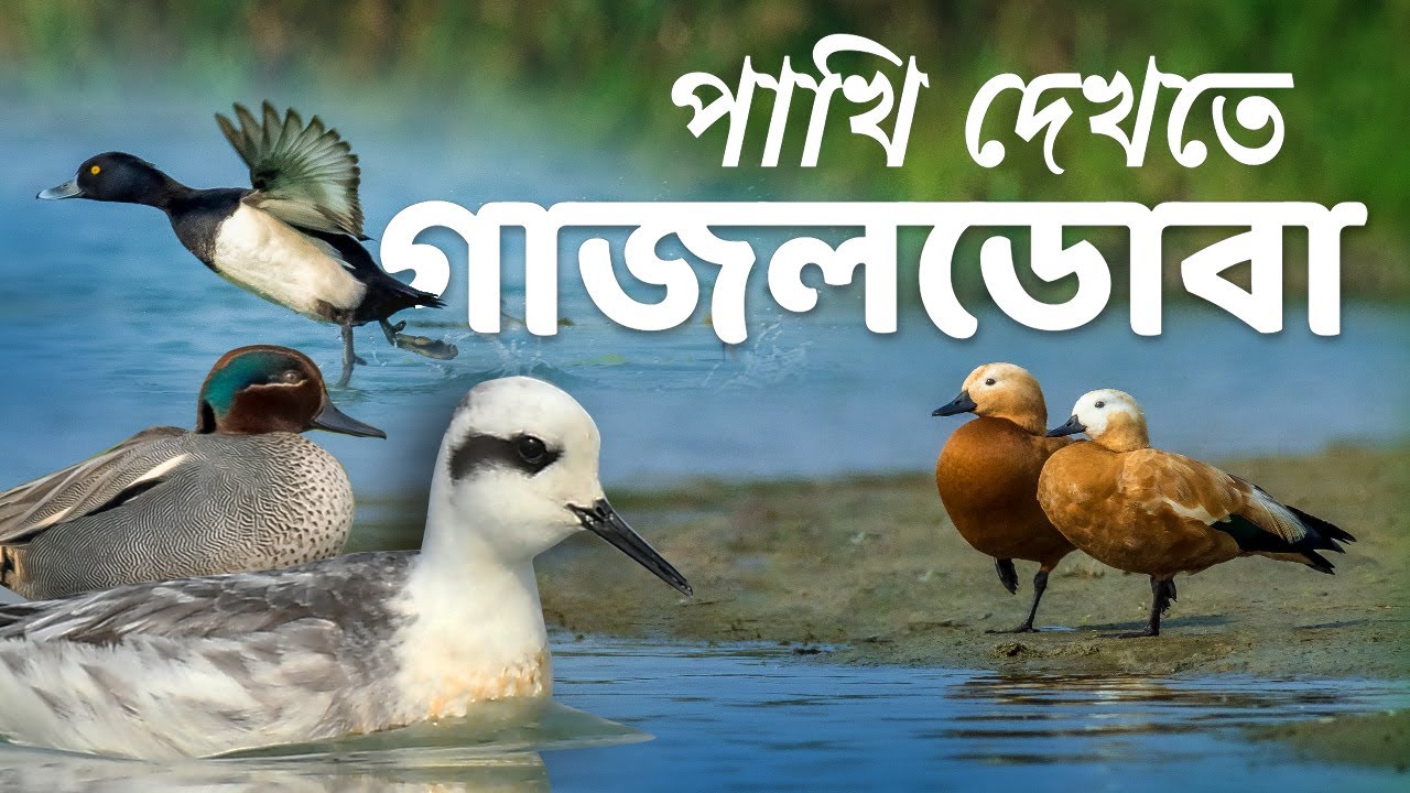 Gajoldoba Birdwatching | Birds of Gajoldoba | How to Go to Gajoldoba