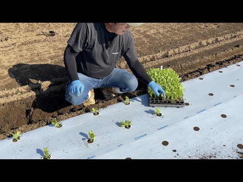 【レタス栽培】野菜に適したマルチ・上手に育てるコツ　21/9/23