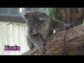 Cute Koala baby⑮ コアラの赤ちゃん🐨【こども動物自然公園】