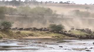 AFRICA: Serengeti wildebeest migration across Mara River