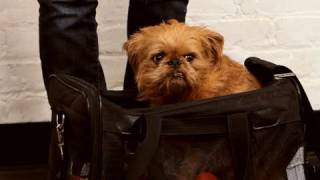 How to Bag Train & Travel | Dog Training