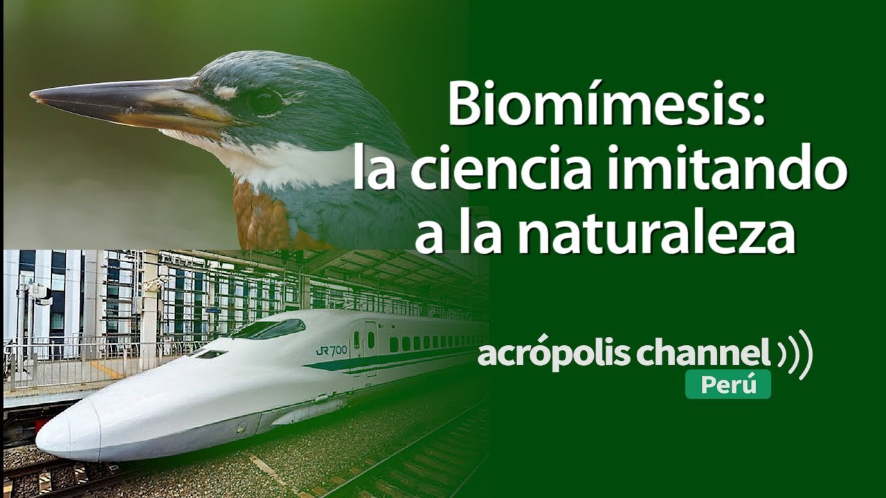 Biomímesis: la ciencia imitando a la naturaleza