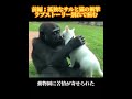 前編:チンパンジーが猫の“奶父”に！別れを乗り越え、子猫たちを守る姿が尊すぎる#犬 #動物世界 #動物 #面白い #funny