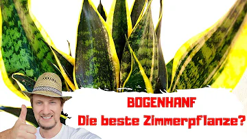 Wann braucht Bogenhanf Wasser?