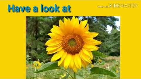 Amazing facts about Maths | FIBONACCI sequence  | SUNFLOWERS