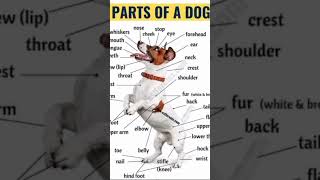 #shorts# parts  of a dog