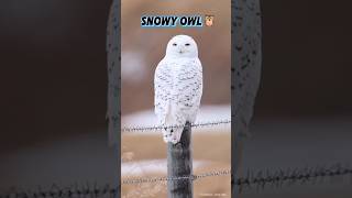 “Snow में गायब हो जाने वाला Invisible Hunter!”🥶|SNOWY OWL🦉|#shorts #animals #facts #snow#facts#viral