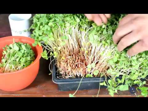 How to grow Buckwheat Microgreens from seeds
