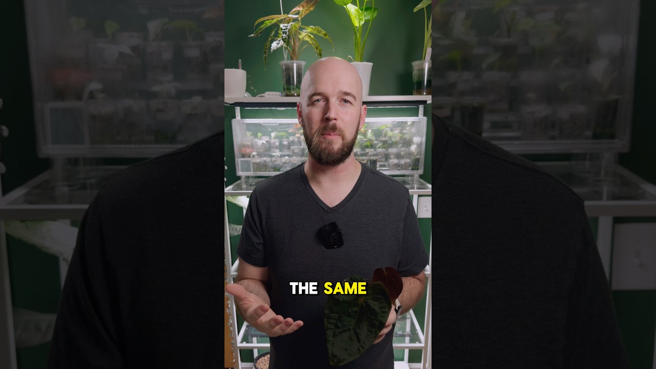 Overwatering and Underwatering Plants Look The Same? 