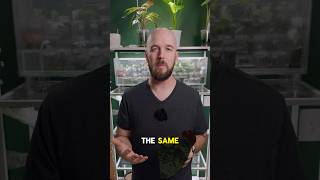 Overwatering and Underwatering Plants Look The Same? #plantcare #plantcaretips  #houseplantcare
