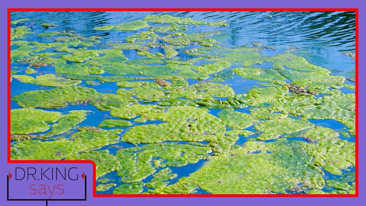 BLUE GREEN ALGAE | Episode 4 | Dr. King Says