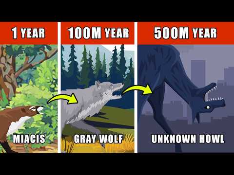 Unknown Howl Origin Evolution: How Unknown Howl Could Have Evolved?
