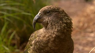 KEA, KAITIAKI