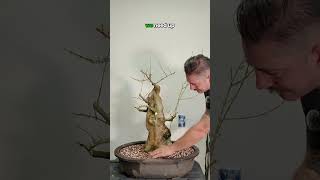 Part 1️⃣1️⃣: Trident Maple transformation 🍁