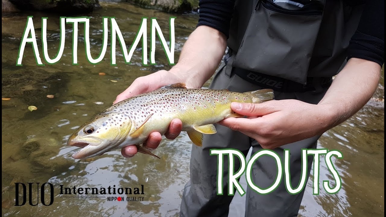 Fishing with DUO Autumn Trout YouTube