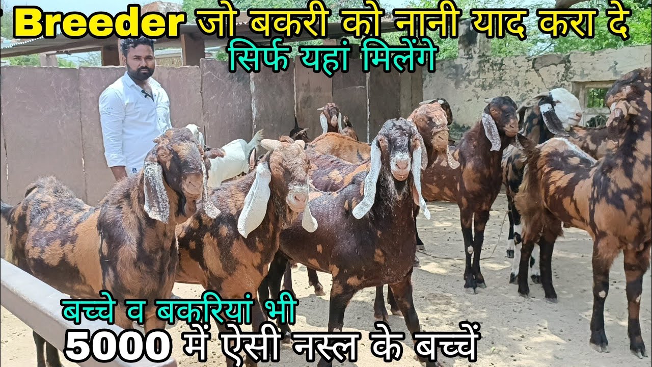 Heavy Weight Breeder Serohi Bakriya Bacche at Hansh Goat Farm