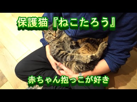 保護猫ねこたろう　赤ちゃん抱っこが好き　#保護猫 #ねこたろう #甘えん坊 #抱っこ