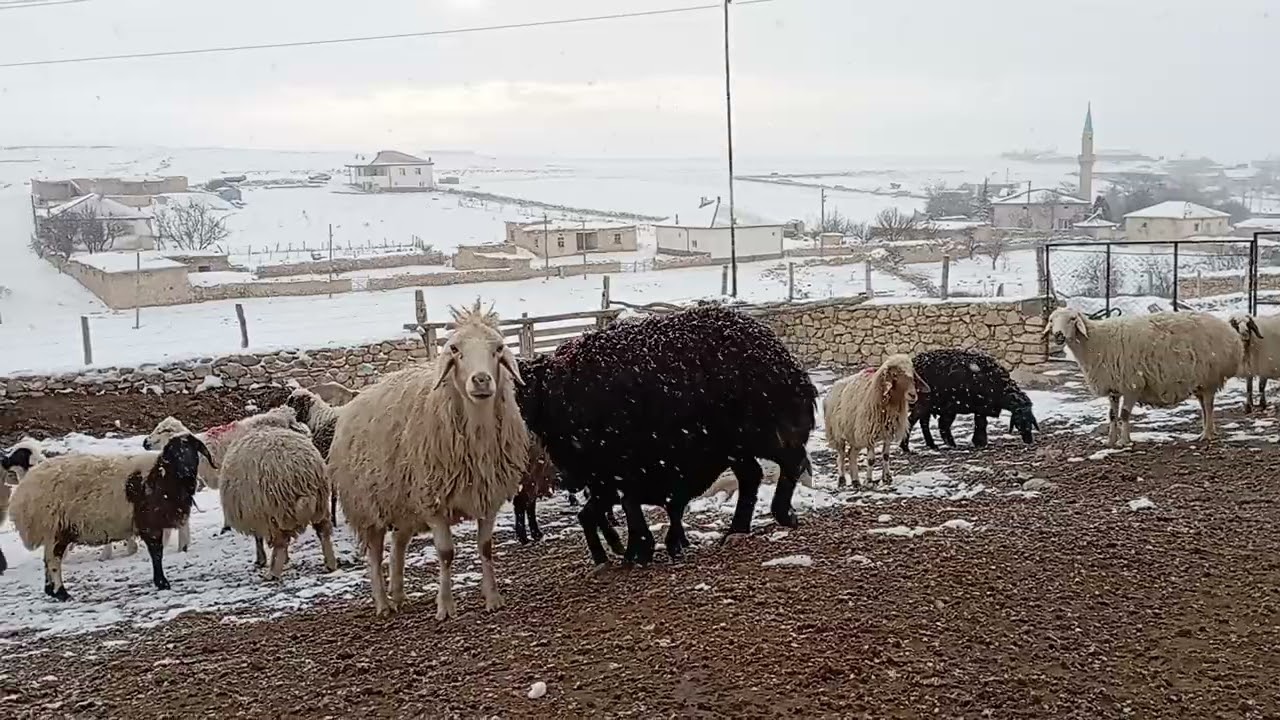 Huzur mutluluk beyaz bereket hepsi birarada maşallah. 