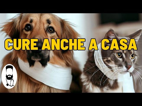 Video: Prendersi cura del proprio animale dopo la chirurgia
