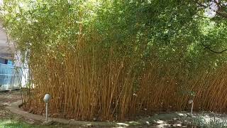 DWARF CHINESE BAMBOO nitzeottv dwarfbamboo chinesebamboo