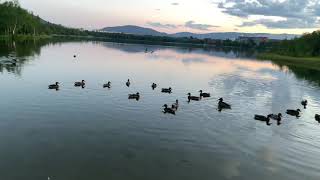 Утки. Комсомольское озеро. Мончегорск. Ducks on the lake.