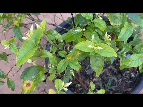 ಮಲ್ಲಿಗೆ  ಗಿಡಗಳು|| Mogra Plants|| Mangalore Vlog||