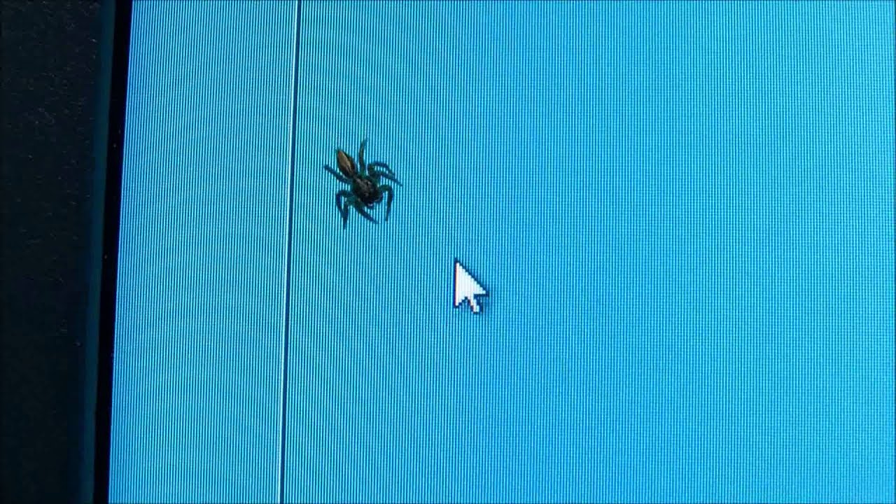 ハエトリグモがマウスポインタに襲いかかる Jumping Spider Vs Mouse Cursor Win7 Hdズームアップ Youtube