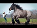 9 Grootste Paarden ter Wereld